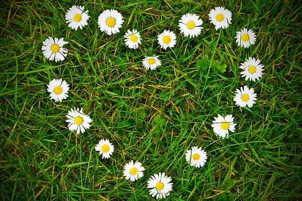 Gänseblümchen Blumen Herzform — Stockfoto
