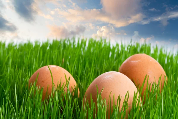 Пасхальные яйца в траве — стоковое фото