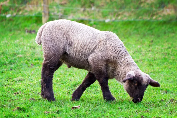 Baby lamb — Stock Photo, Image