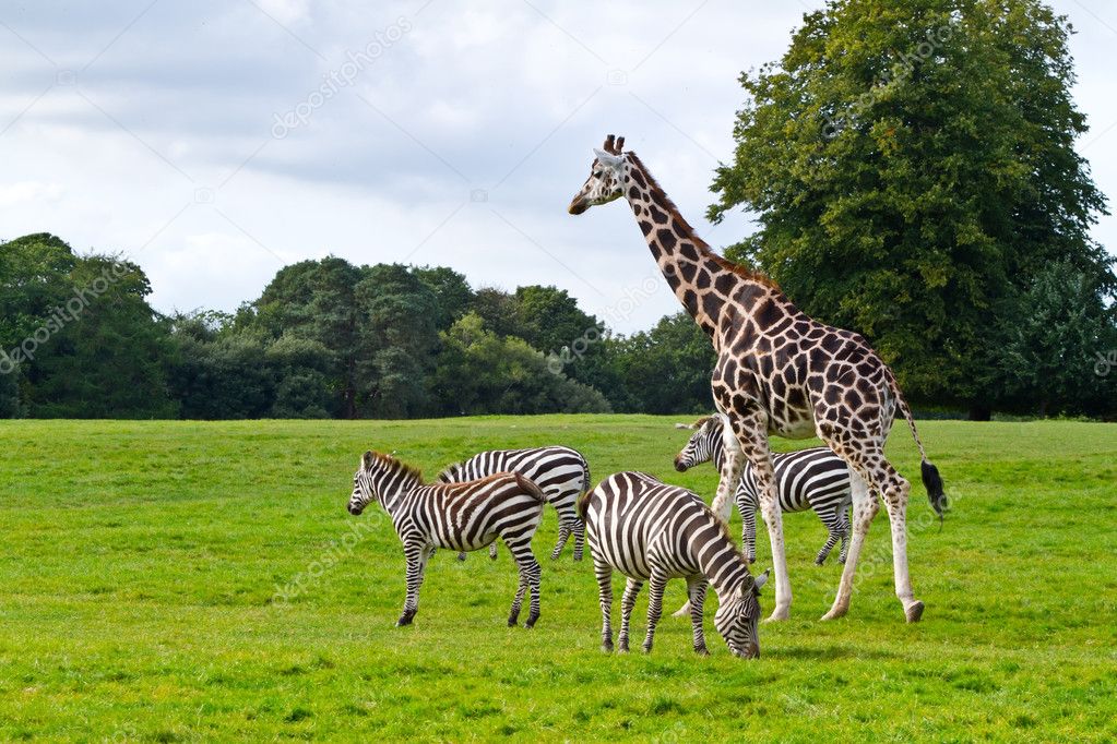 Zebras and giraffe in the wildlife
