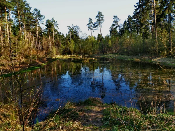 stock image Forest lake