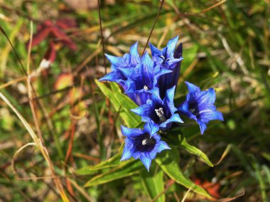 Gentian flowers clipart