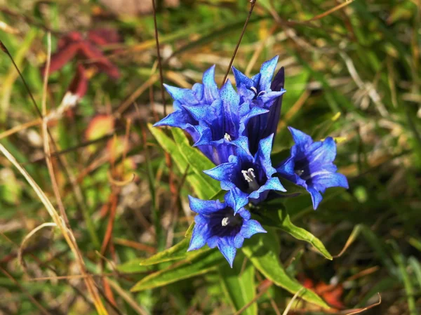 Gentian flowers Royalty Free Stock Photos