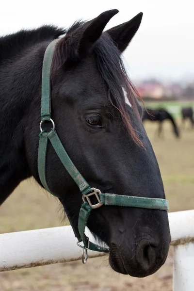 Cavalo kladruber preto — Fotografia de Stock
