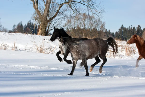 Stádo běžících koní — Stock fotografie