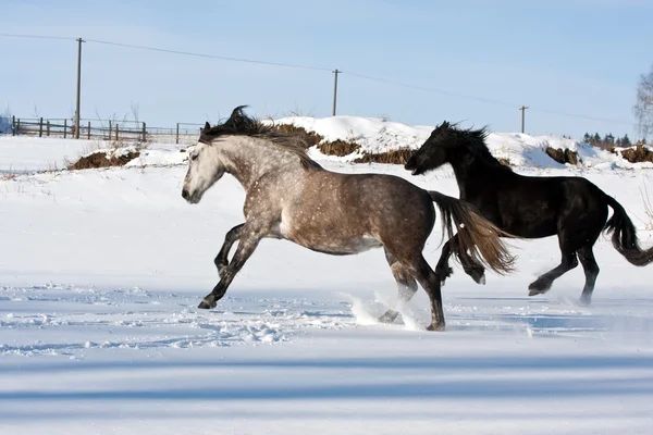 Manada de cavalos de corrida — Fotografia de Stock