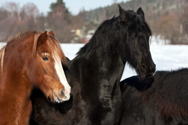 Hästar i snön — Stockfoto
