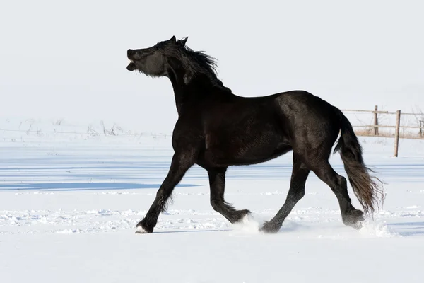 Galope de corrida de cavalo preto no inverno — Fotografia de Stock