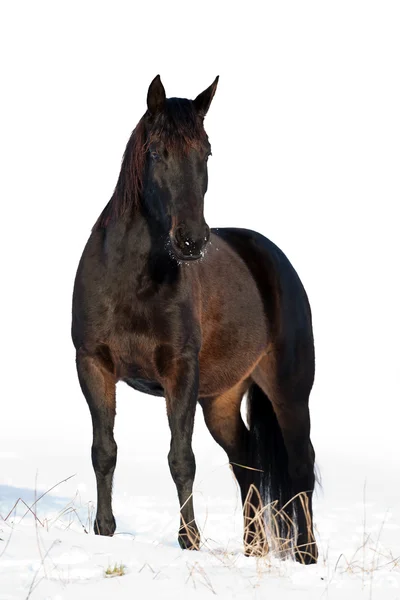 Cavalo preto no inverno — Fotografia de Stock