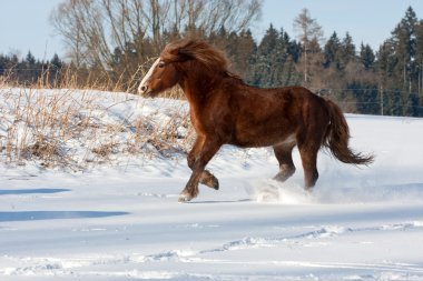 Brown horse run gallop in winter clipart