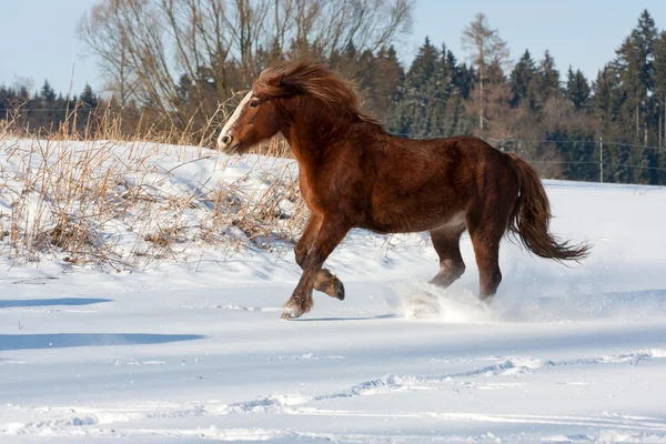 Galope de corrida de cavalo marrom no inverno — Fotografia de Stock