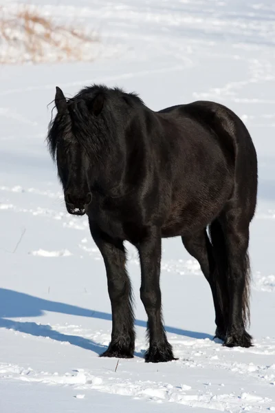 Cavalo preto no inverno — Fotografia de Stock
