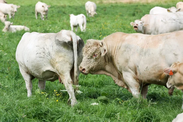 Vaca blanca y toro — Foto de Stock