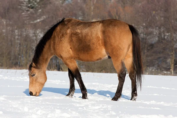 Koně v zimě — Stock fotografie