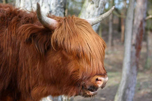 Vaca das Terras Altas no campo mostrando seus longos cabelos — Fotografia de Stock