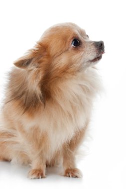Chihuahua köpek portre yakın beyaz zemin üzerine