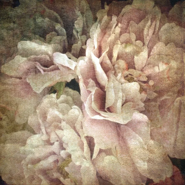 Grunge Beautiful Roses Background — Stock Photo, Image