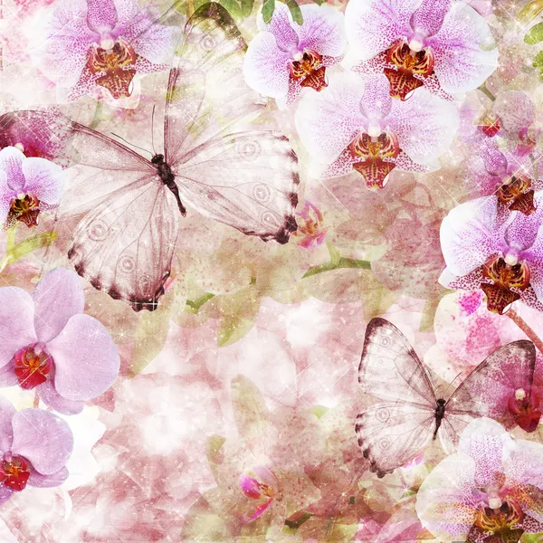 Butterflies and orchids flowers pink background ( 1 of set) — Stock Photo, Image