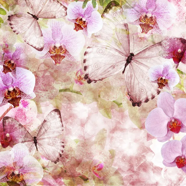 Mariposas y orquídeas flores fondo rosa (1 de conjunto ) — Foto de Stock