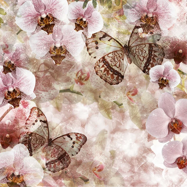 Kelebekler ve orkide çiçek pembe arka plan (1 / set) — Stok fotoğraf
