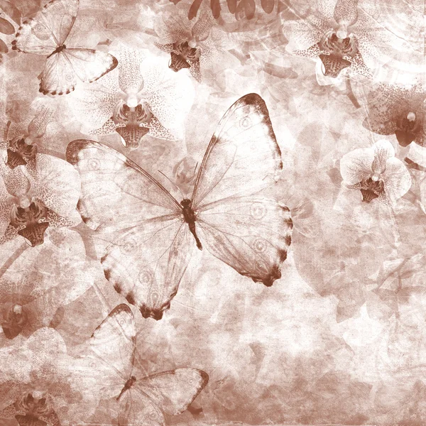 蝴蝶和兰花花粉红色背景 (1 套) — 图库照片