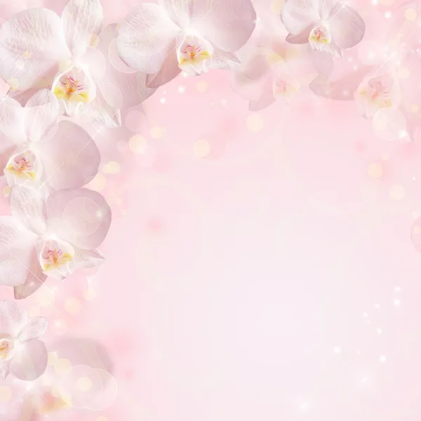 Свадебный фон с орхидеей — стоковое фото