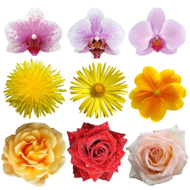 Set of flowers clipart