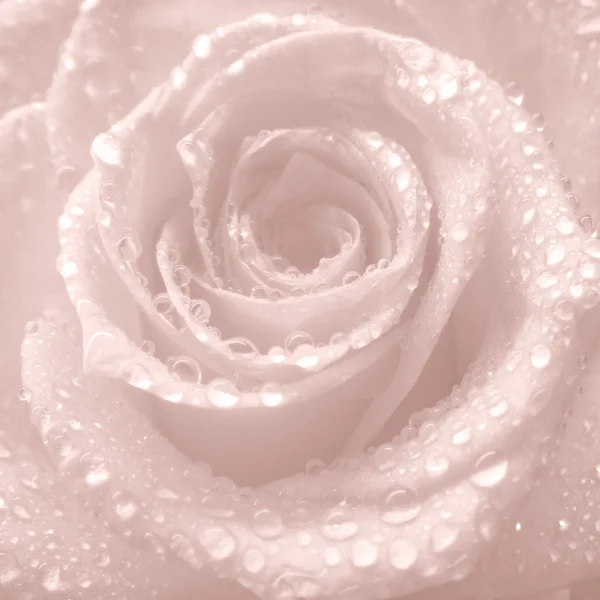 Tederheid roze bruiloft achtergrond met roos — Stockfoto