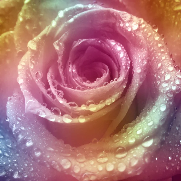 美丽的玫瑰背景 — 图库照片