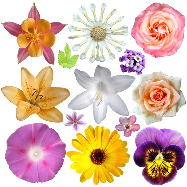 Conjunto de flores — Foto de Stock