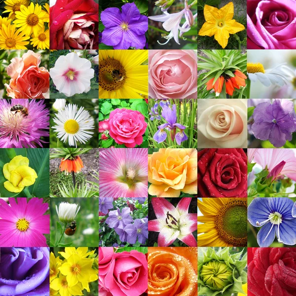 Collage from different beautiful flowers — Stock Photo, Image