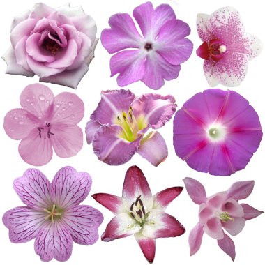 Collection of pink and purple flowers isolated on white