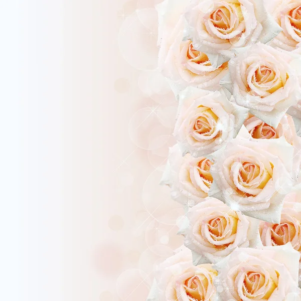 Крем троянд фону — стокове фото