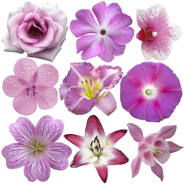 Collection of pink and purple flowers isolated on white — Stock Photo, Image