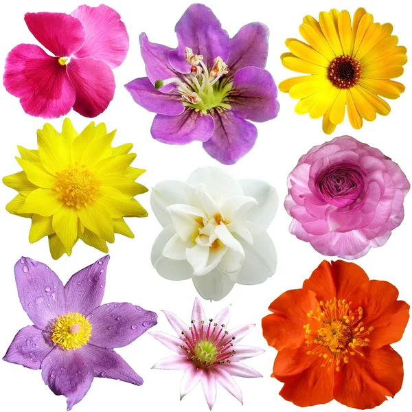 组中不同的形状，颜色的花 — 图库照片