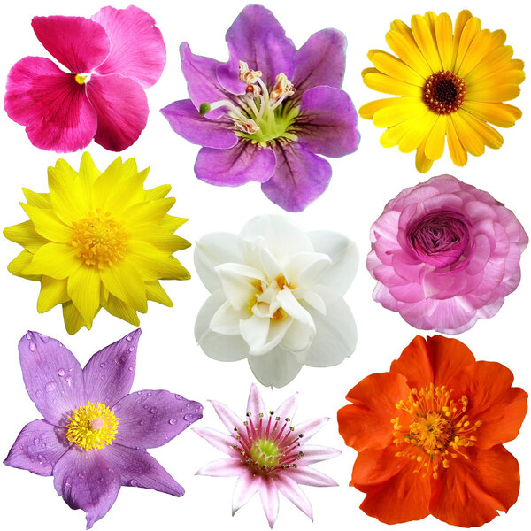 Set of flowers in different shapes, color