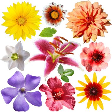 Flowers set clipart