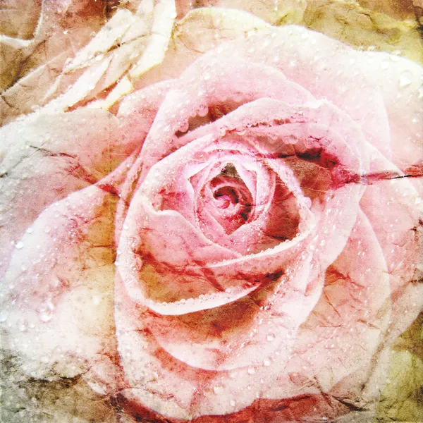 Vacker ros bakgrund — Stockfoto