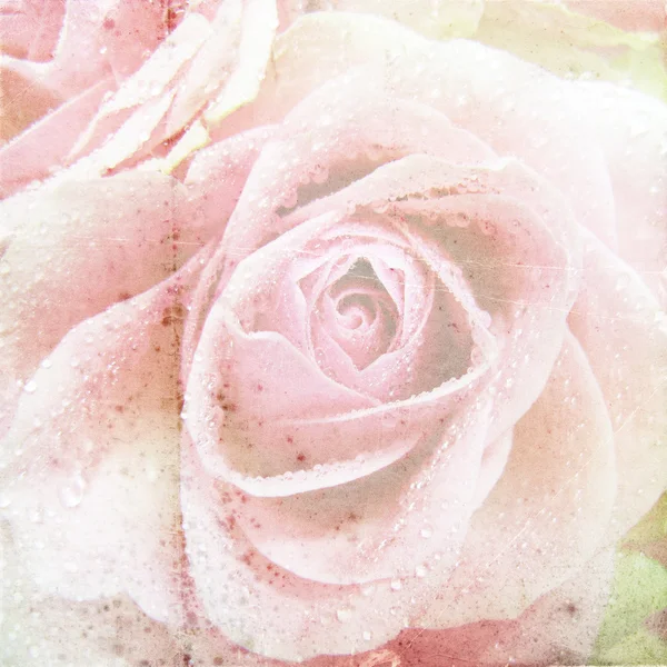 Όμορφο τριαντάφυλλο φόντο — Φωτογραφία Αρχείου
