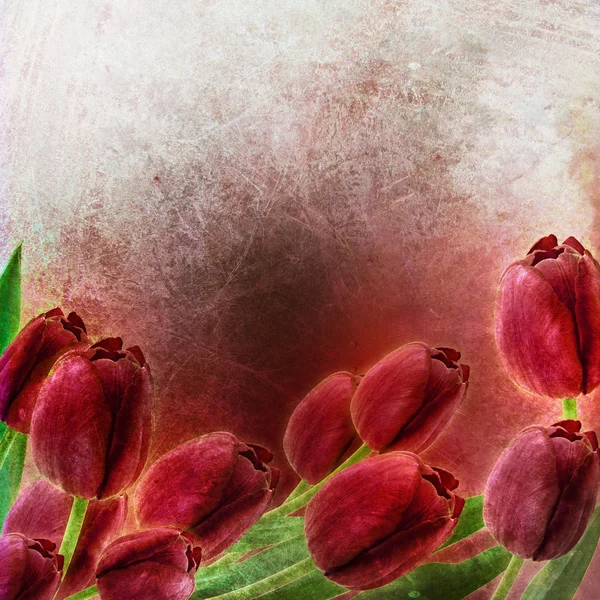 Tulipany wiosną granica — Zdjęcie stockowe