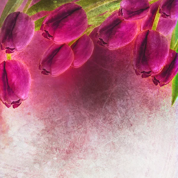 Tulipany wiosną granica — Zdjęcie stockowe