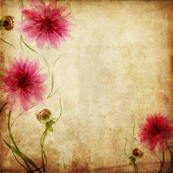 Staré papírové pozadí s růžovými květy — Stock fotografie