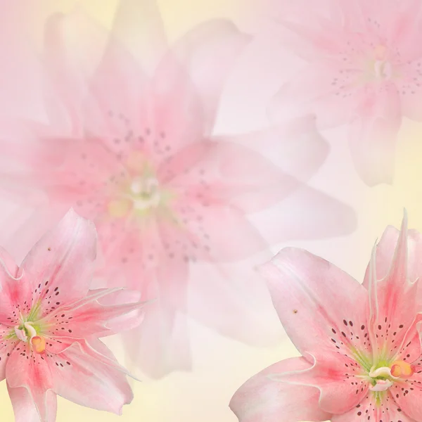 カラー フィルターで作られた美しいピンク花 — ストック写真