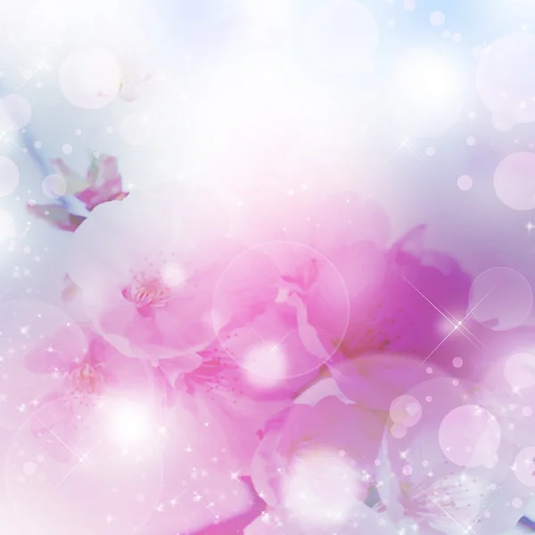 Čerstvý, růžové, měkké jarní třešeň květy bokeh pozadí — Stock fotografie