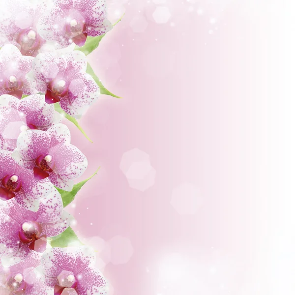 Orquídeas cor-de-rosa e espaço de cópia para texto — Fotografia de Stock
