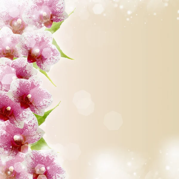 Pink orchids and copy space for text — Stock Photo, Image
