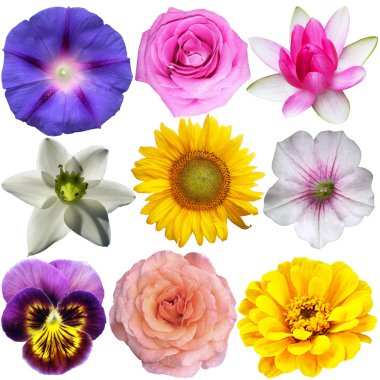 Set of flowers clipart