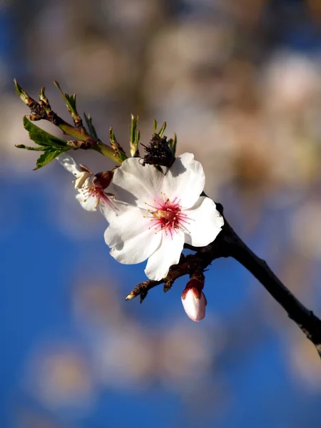 Almond blossoms — Stock Photo, Image