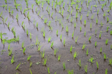 Rice seedlings in a row clipart