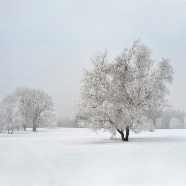 Árbol de abedul congelado en la niebla — Foto de Stock